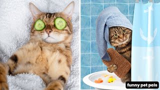 Funny moments - Funny Cats 😜 Laugh Till Your stomach Hurts!  #petvideos