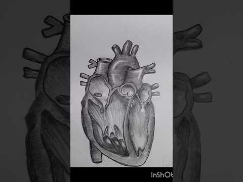 Human Heart Drawing|| human heart diagram||Heart Drawing||Prabhleen with art||