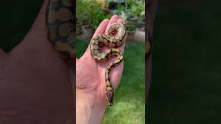 BEAUTIFUL BLACK & ORANGE BABY BALL PYTHON🔥
