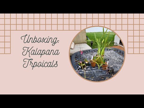 Episode 13: Kalapana Tropics Unboxing