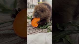 Timber the baby beaver enjoying Sweet Potato  #wildliferescue #beaver  #cuteanimals  #canadanews