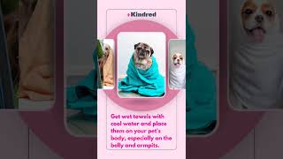 6 Things To Do When Your Pet Experiences Heatstroke #illinois #petcareservices #healthyanimal #pet