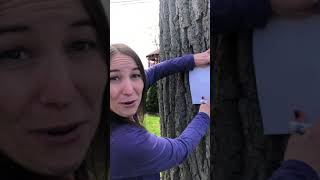 Tree Bark Drawings