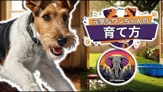 フォックステリアの飼育方法を教えてください？｜動物ドキュメンタリー