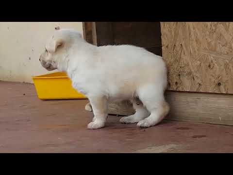 ADORABLE PUPPIES!