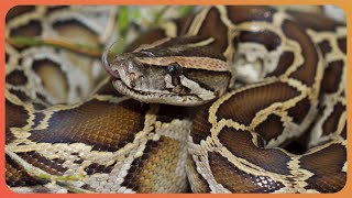 2 Hours of Battling the Burmese Pythons in the Everglades