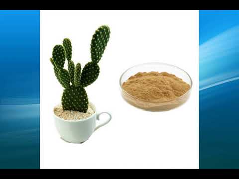 Coriander seed Extract supplier,wholesale,factory,bulk