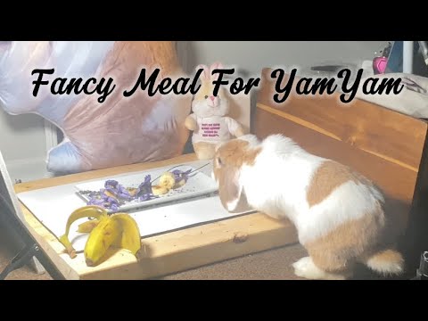 Bunny Eats a Fancy Meal and goes crazy