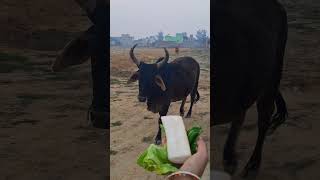 chhoti chhoti gaiya chhote chhote gwal#cow​​​ #sortvideo​​​ Viral🐄💯🙏