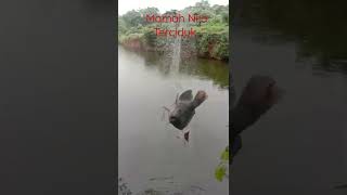 Mancing Jaring Di Spot Penuh Misteri Strike Nila Babon