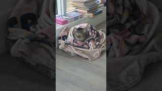 #catgram #funnypets #catgram #kittensofinstagram
