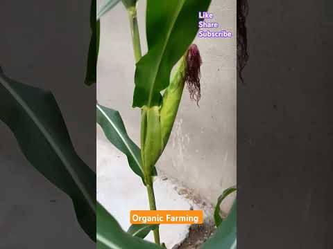 #organicfarming #corn #instrumental #music