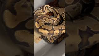 Ball Python Breeding Season!  Pairing Day 🤞💥👊 #ballpython #piedballpython #clownballpython