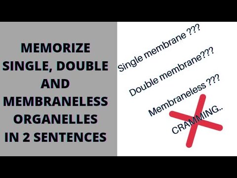 easy way To Memorize Single, Double And Membraneless Organelles In 2 Sentence's