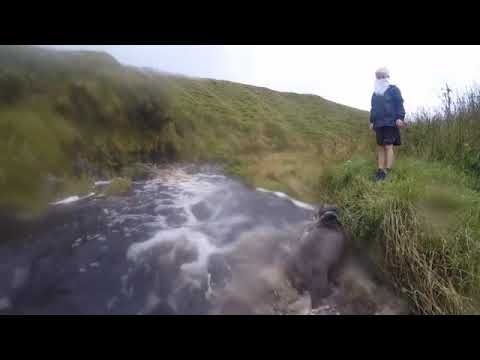 AMAZING DOGS. The Beard Adventure