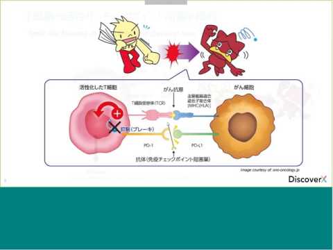 免疫チェックポイント阻害剤の評価に適切なセルベースアッセイ系のご紹介