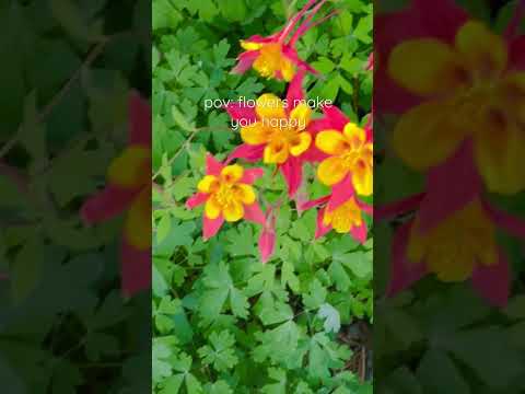 Pop of colors to cheer you up!#shorts #shortvideo #cover #youtubeshorts #youtubeshort