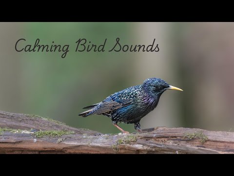 Relaxing Bird Sounds - 2 Hours of Peaceful Nature Ambience