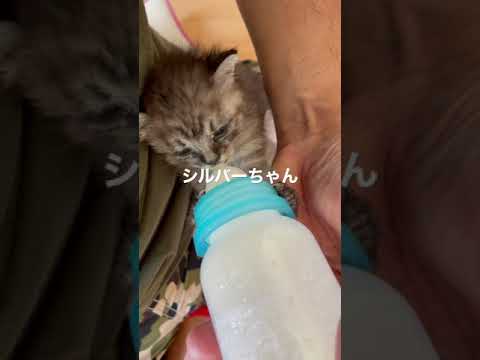 保護猫ちゃん沢山ミルク飲むんだよ