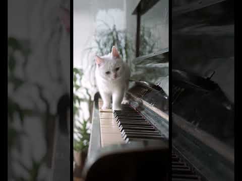 RELAXING PIANO Music