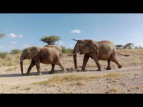 Shaba doesn't disappoint