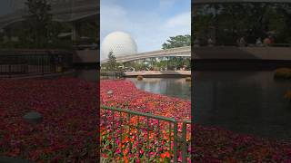 Disney Senior Trip!! #productivityhack #organizationtok #notionforlife #notionpartner @Notion