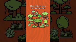 A Tiger Conservation Message #savethetigers #tigers #wildlife #conservation #charity #ecosystems