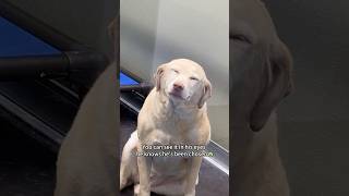 Dogs reactions after getting adopted ❤️😭 #foryou #dog #doglove #fyp #love