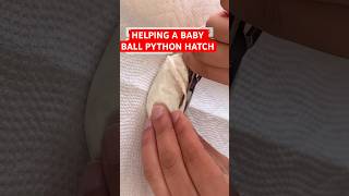 Helping a baby Ball Python HATCH