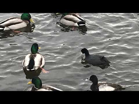 Burnaby Lake 21Feb2021