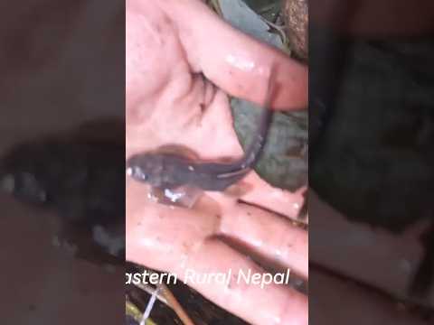 Catching bitter fish in the eastern rural areas of Nepal. #villagelifeinindia #villagelifestyle