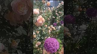 15초안 아무생각없이 꽃멍해요#flower #꽃멍 #힐링시간 #이찬원 #시절인연