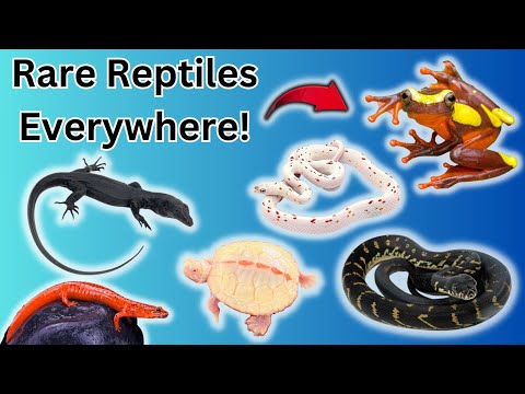Daytona National Reptile Breeders Expo 2023!