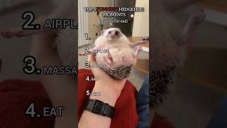 Top 5 funniest hedgehog moments