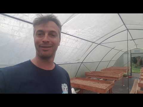 Coffee Drying beds