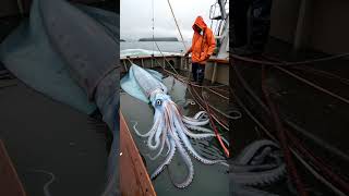 this octopus was found by fishermen🛑Youtube