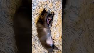 Dog funny #american #bully #dogs #pets #americanbully