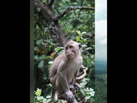 Tigers of the Himalayas | Nature of Himalayas Jim Corbett National Park  #Shorts