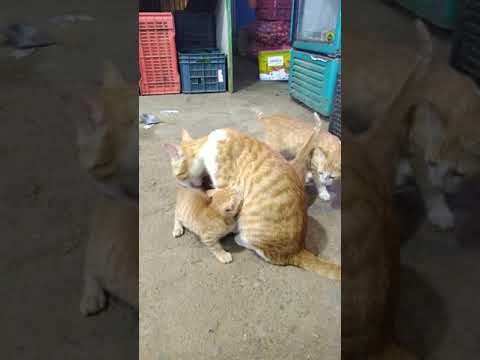 cats - episode5