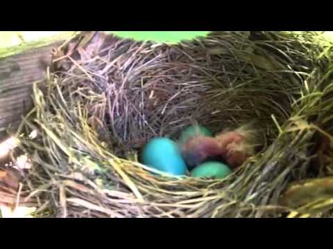 Baby birds