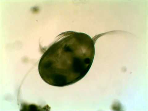 Seed shrimp