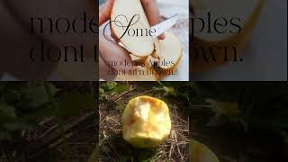 An Apple a Day? Think Again | Why Don’t Apples Turn Brown  #motivation #yourhealthyourway