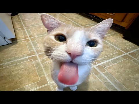 cats acting silly