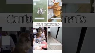 cute animals funny video trending shorts 🥰 #funnycomedyshort #cuteanimalsfunnyvideos #funnycomedy