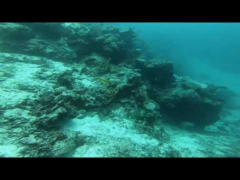 Dive Natures Way