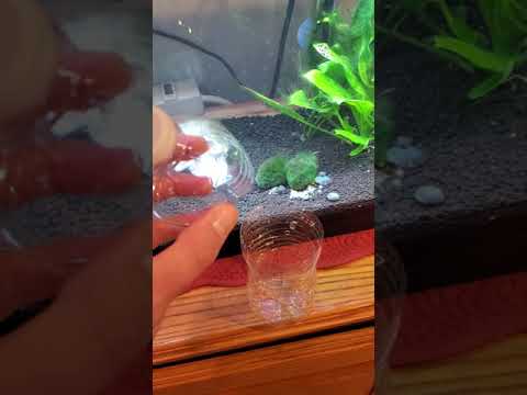 Simple Aquarium Snail Trap