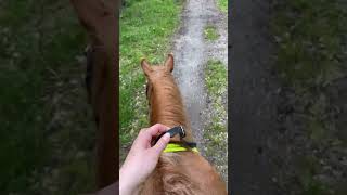 What a good pony!! #equestrian #viral #horse #horseriding #hackingout