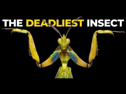 The Stealthy Hunters The Amazing World of Praying Mantis