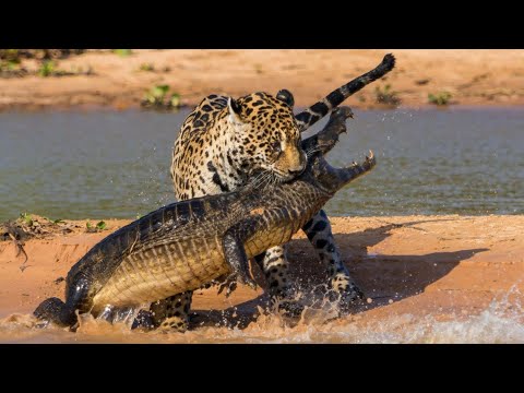Jaguar Hunting Crocodile | Jaguar vs Crocodile. 🐆vs🐊 #shorts #jaguar #crocodile