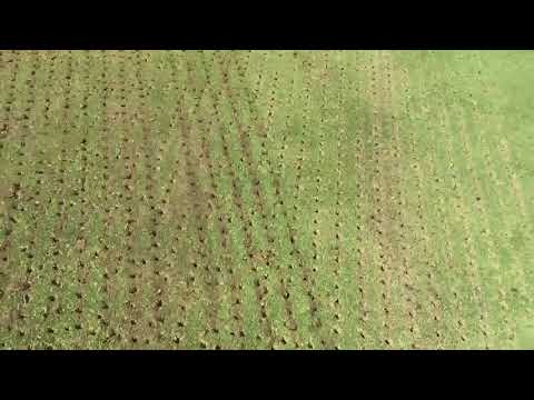 Double Aerification on Bermuda Grass With CoreMax48